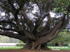 Sydney - Botanic Gardens - tree
